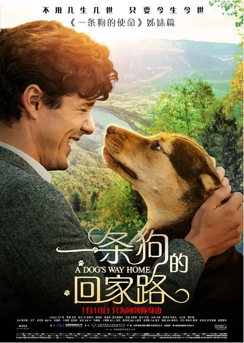 电影 剧情 / 冒险《一条狗的回家路》美国(2019) 豆瓣评分6.8高清完整版免费在线观看