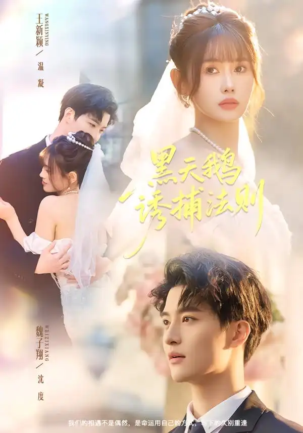 《黑天鹅诱捕法则（80集）魏子翔＆王新颖》短剧全集免费在线观看-CD网盘社