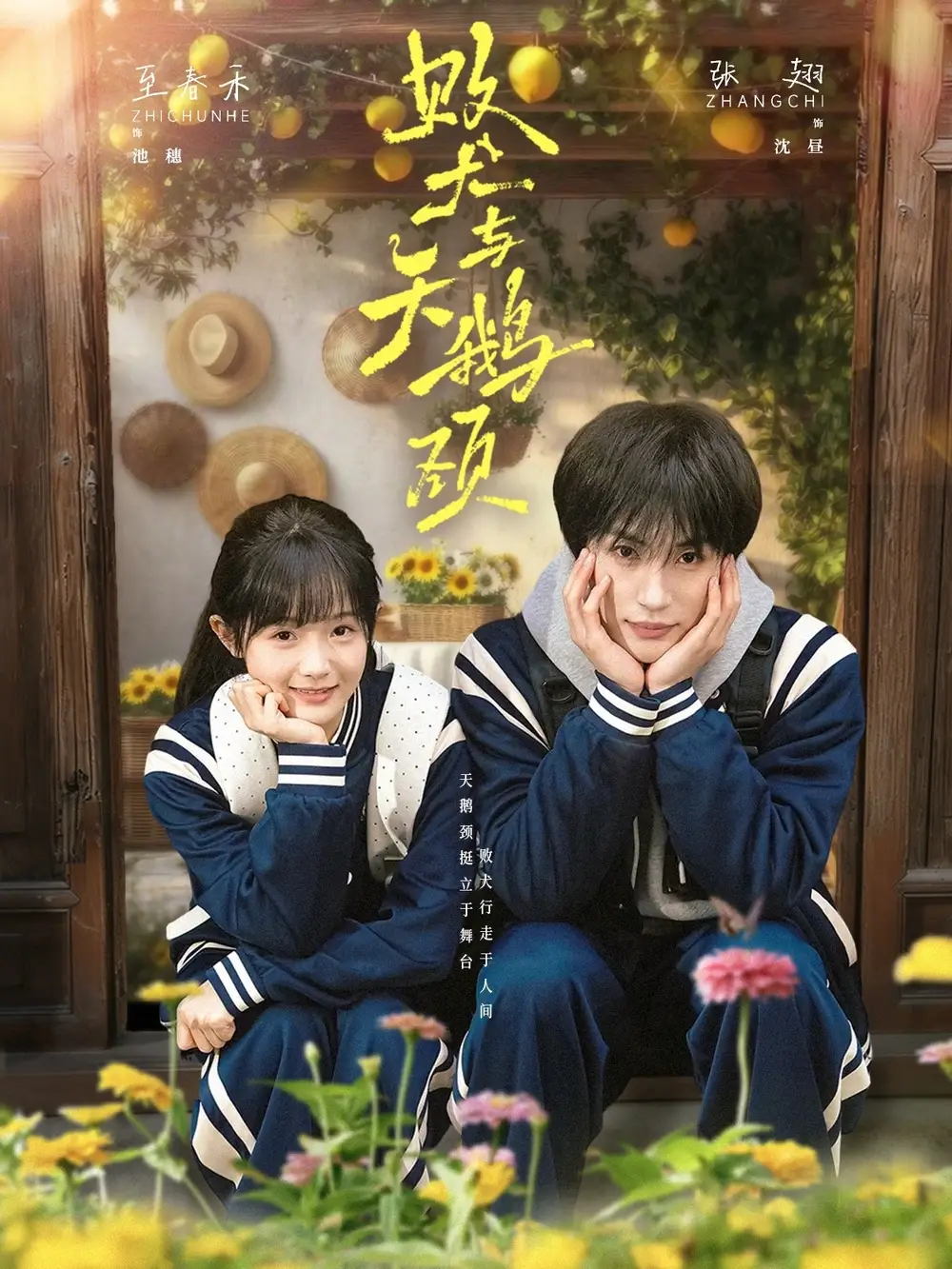《败犬与天鹅颈（71集）张翅＆至春禾》短剧全集免费在线观看-CD网盘社